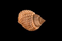 藏品(織紋螺)的圖片